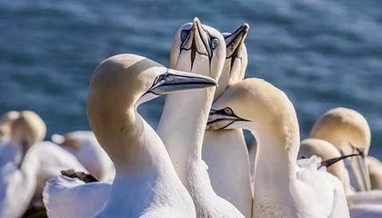 欧冠次回合终极对决:多特蒙德 VS 巴萨,奇迹幻灭还是尊严之战?