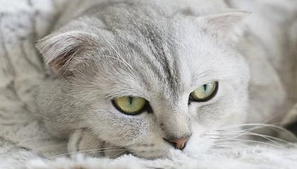 铁血红魔逼平枪手:战术革新与B费救主,曼联为啥遇强则强?